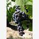 Illustration for article titled Why Genetically Engineered Grapes Would Make Great Wine